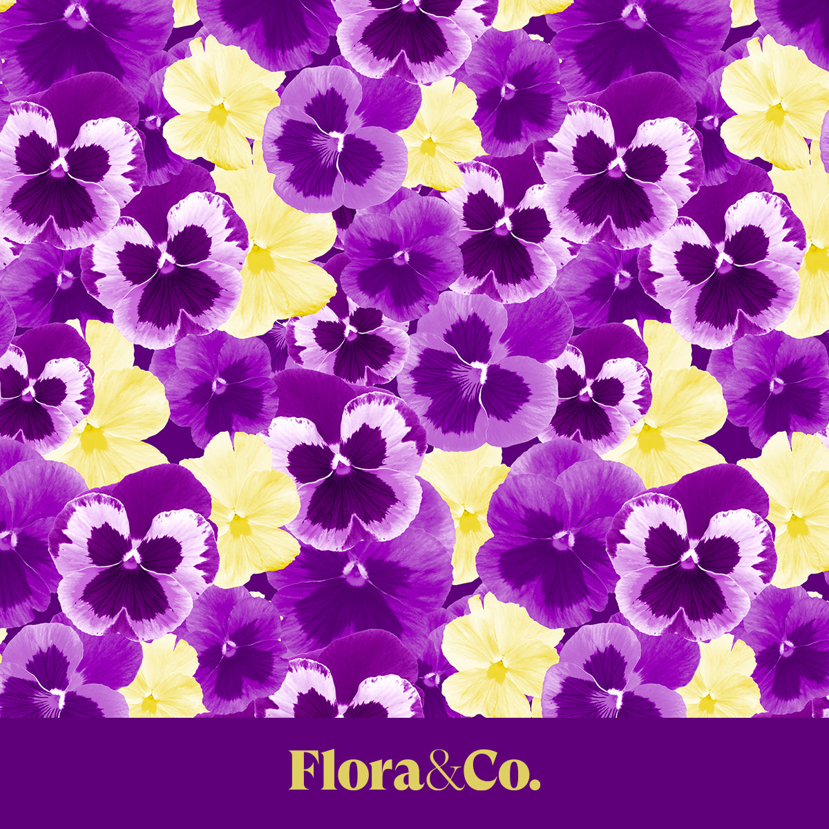 Purple Pansy Wrapping Paper – Bold Floral Gift Wrap by Flora & Co.